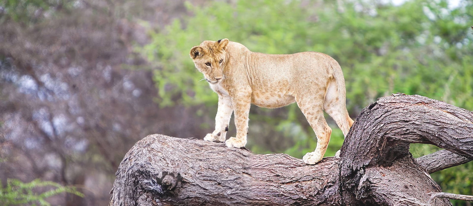 A stepping to Safaris Destination